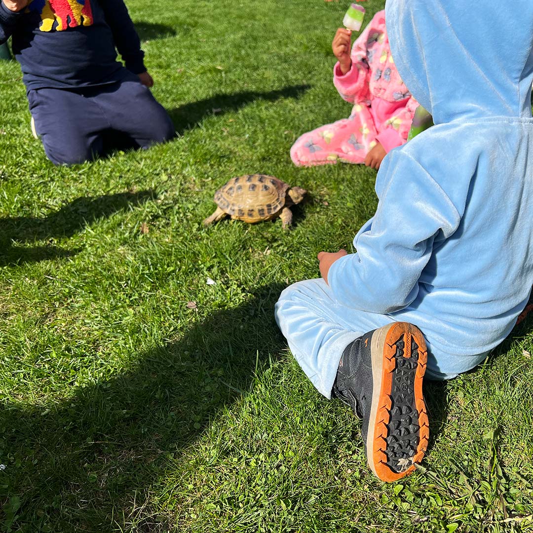 Sköldpaddor som tävlar på helgkollo.