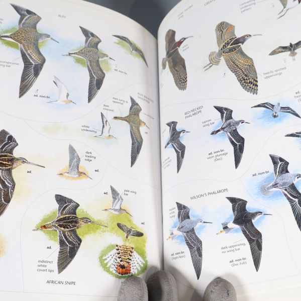 Illustrerade vadarfåglar i fågelbok