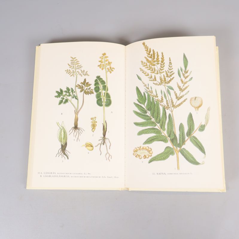 Uppslag ur Nordens Flora med färgillustrationer av växter och blad