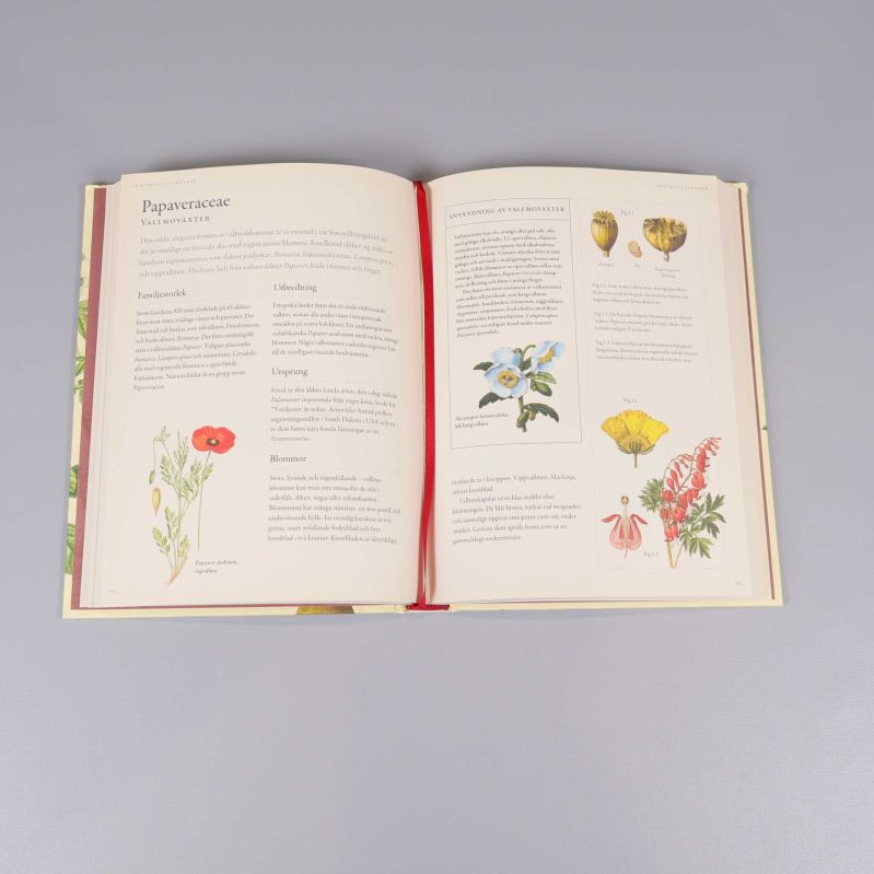 Uppslag ur Växternas släktskap med text och botaniska illustrationer