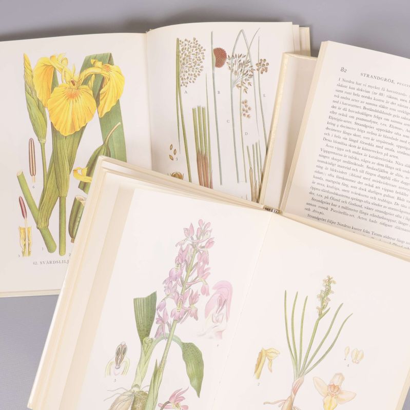 Uppslagna sidor ur Nordens Flora med färgillustrationer av växter