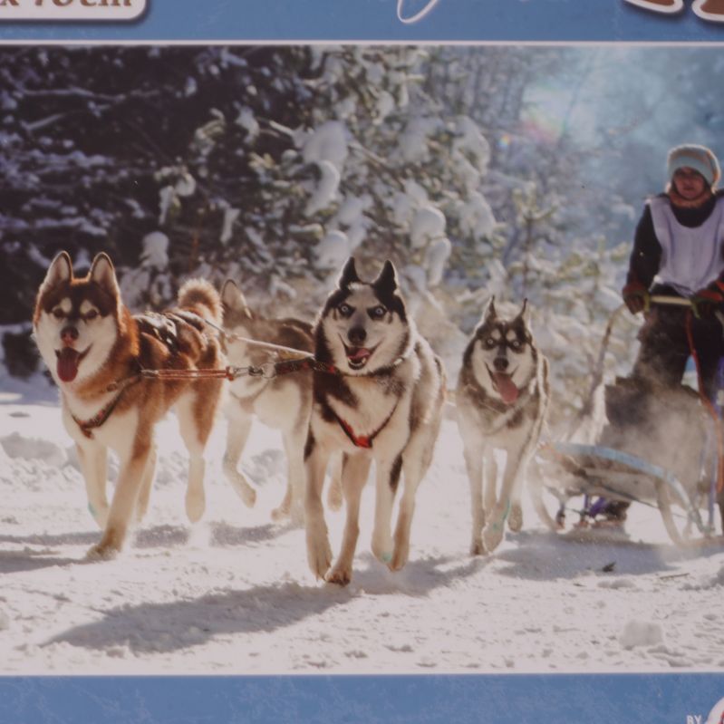 Närbild på vintermotiv med hundspann ute i snö