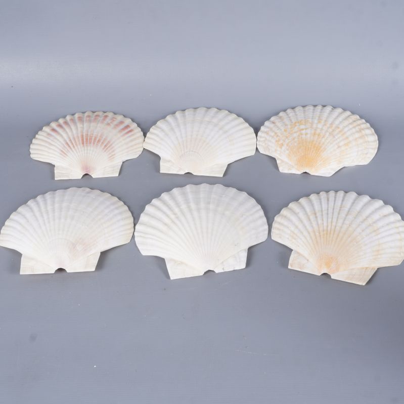 Sex stora snäckskal med lätt beige skiftning syns uppifrån