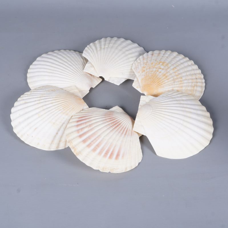 Snäckskalen arrangerade i en cirkel och visar olika nyanser