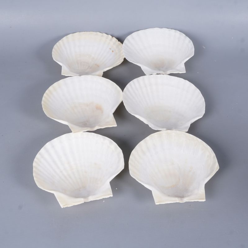 Sex öppna snäckskal sedda från insidan