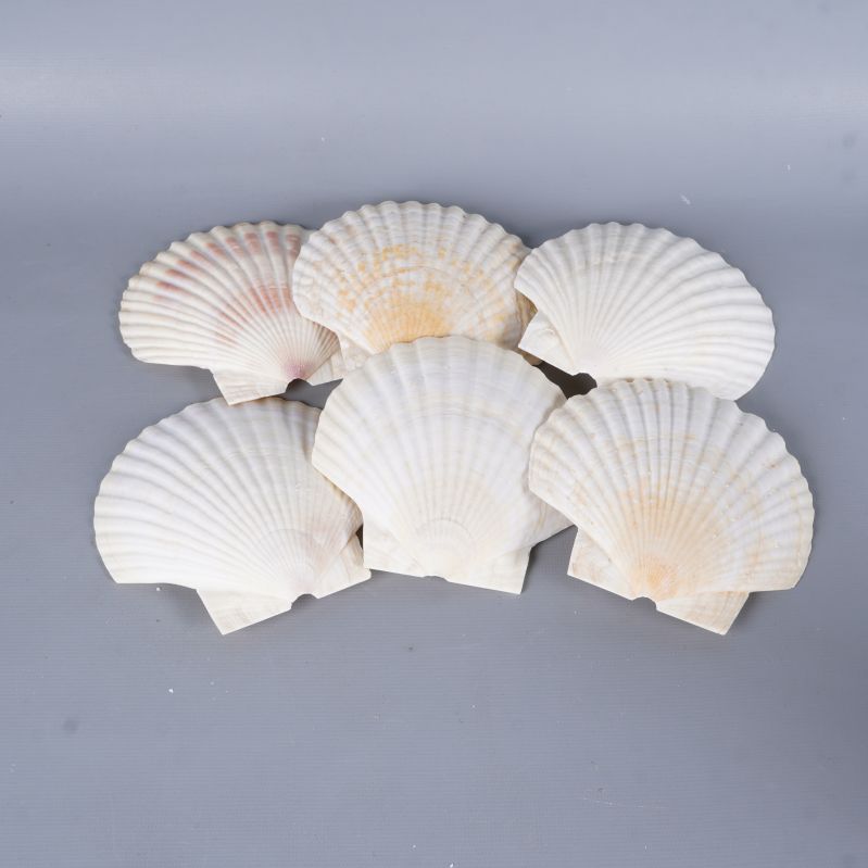 Sex snäckskal placerade tätt ihop med räfflad yta