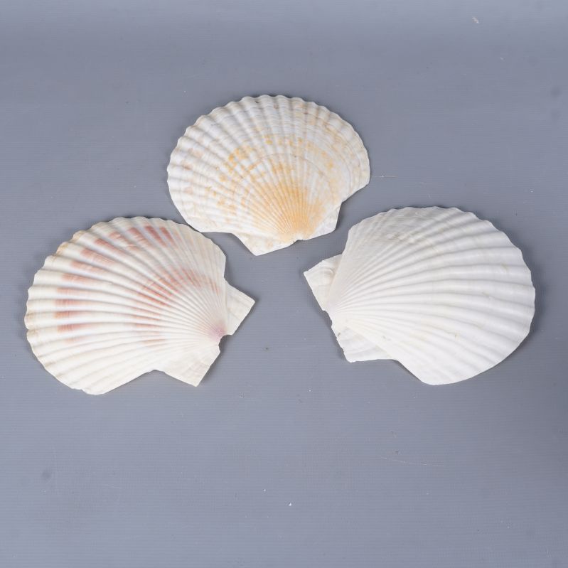 Tre snäckskal i olika vinklar, visar skillnader i färg