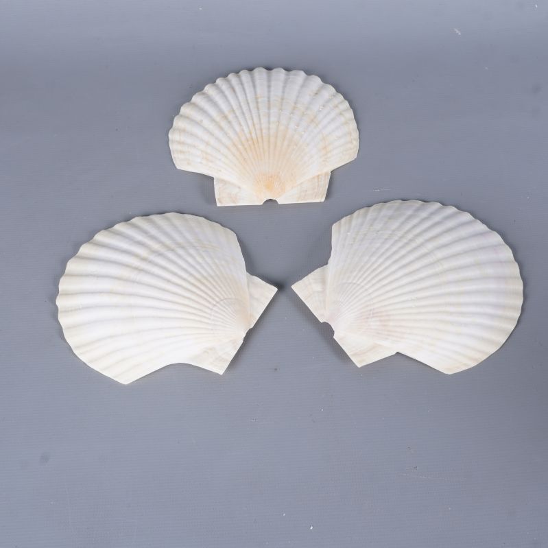 Tre snäckskal utlagda separat med synliga strukturer