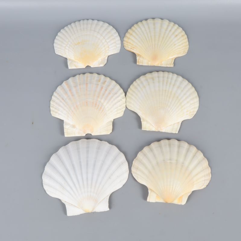 Sex vita och krämfärgade snäckskal ordnade i två rader