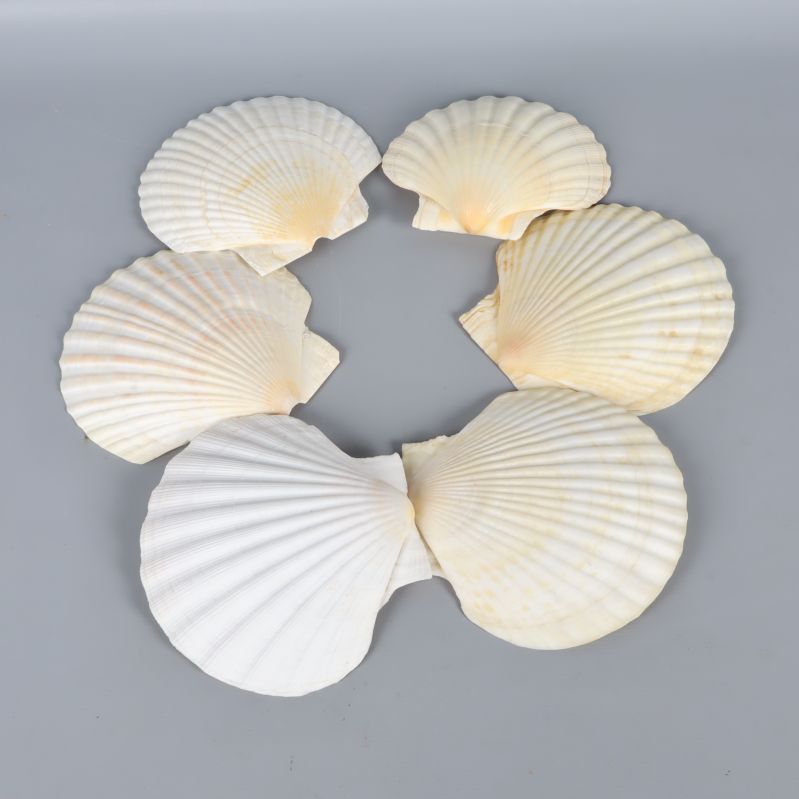 Sex snäckskal arrangerade i en cirkel på grå bakgrund