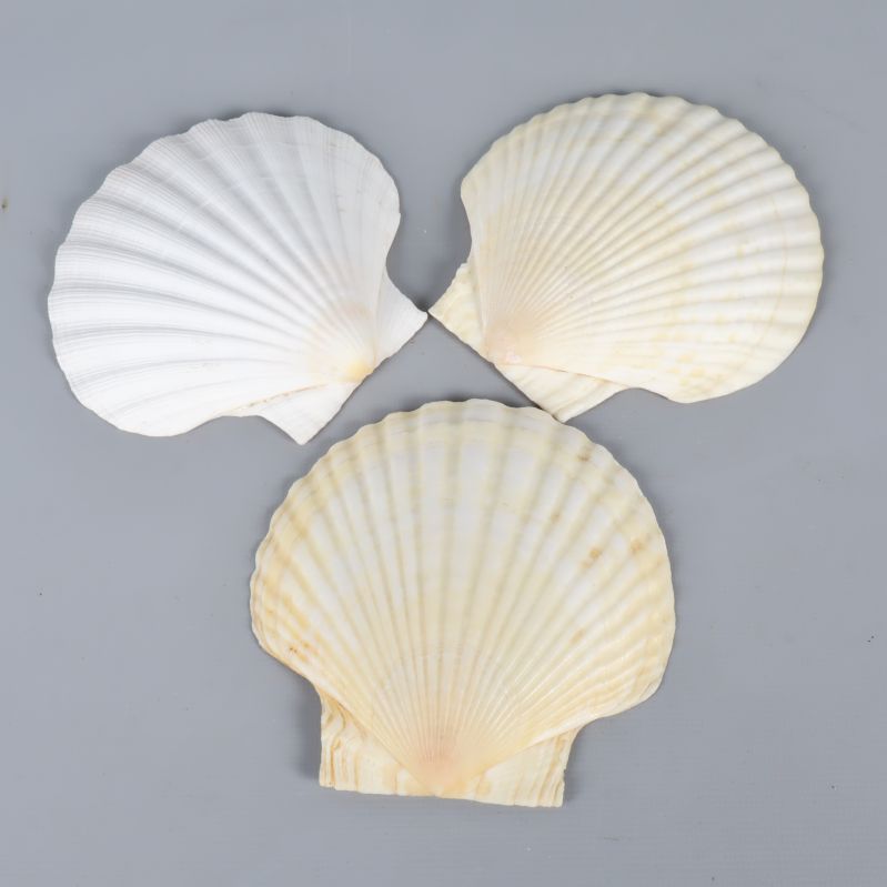 Tre snäckskal visade från ovansidan i närbild