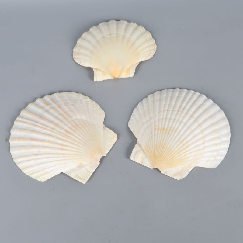 Tre snäckskal utlagda med insidan synlig