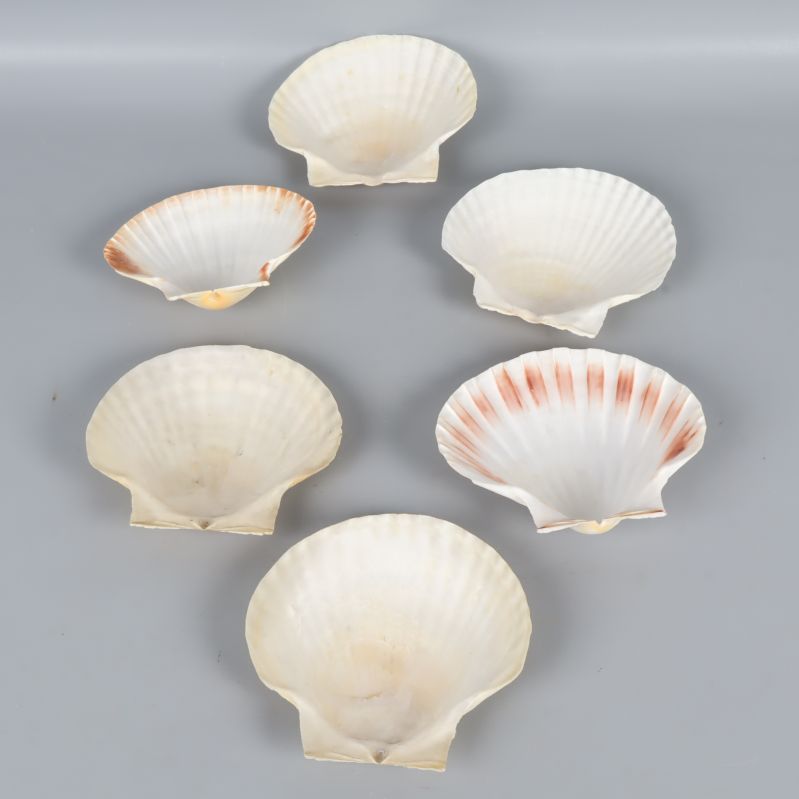 Sex snäckskal placerade uppochned så insidan syns