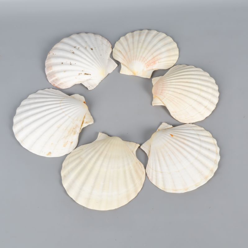 Sex snäckskal arrangerade i en cirkel på grå bakgrund