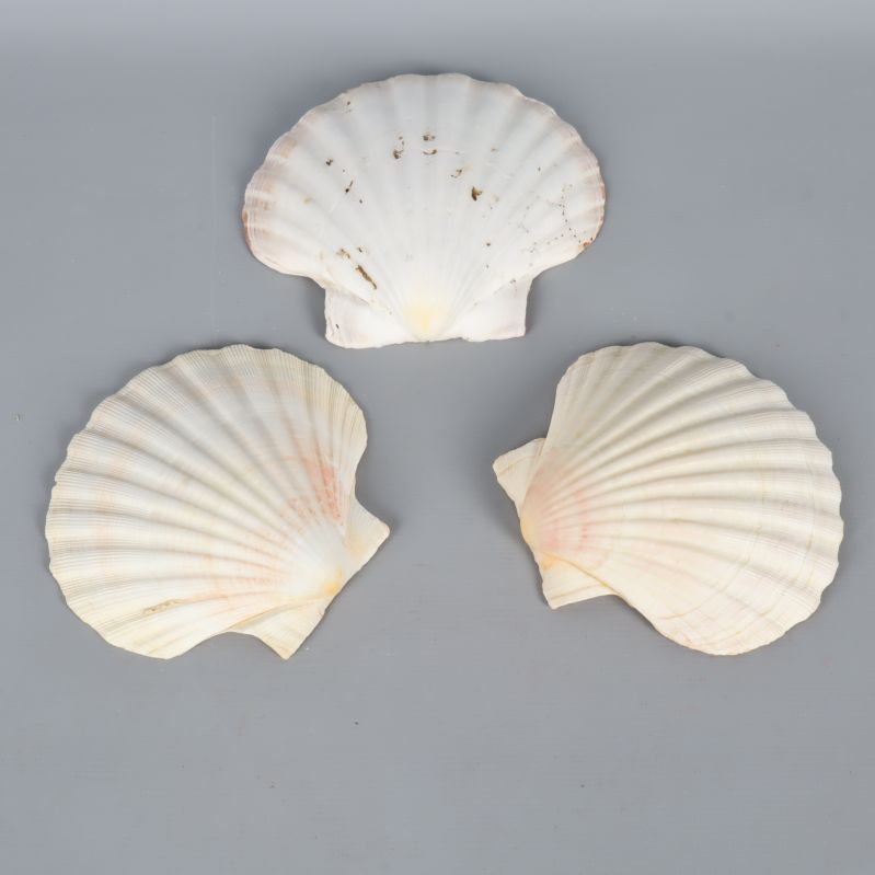 Tre snäckskal liggande separat med räfflad yta