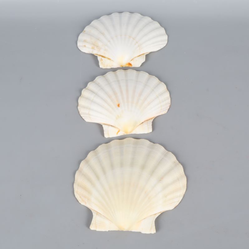 Tre snäckskal uppradade på högkant