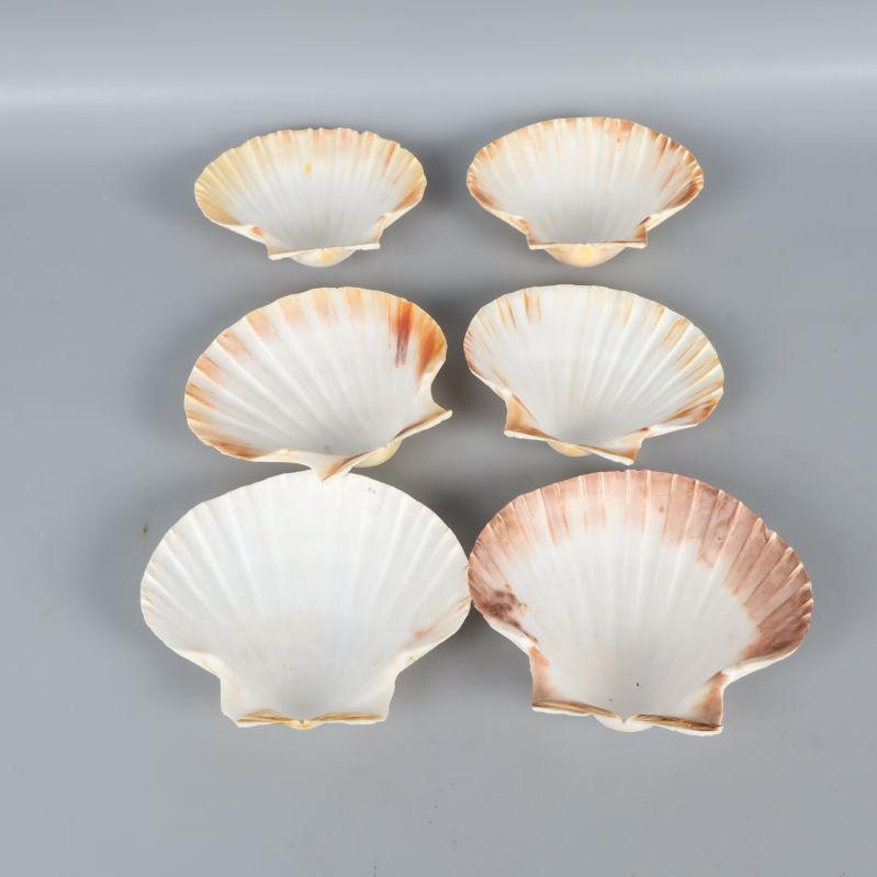 Sex snäckskal visade inifrån med bruna detaljer