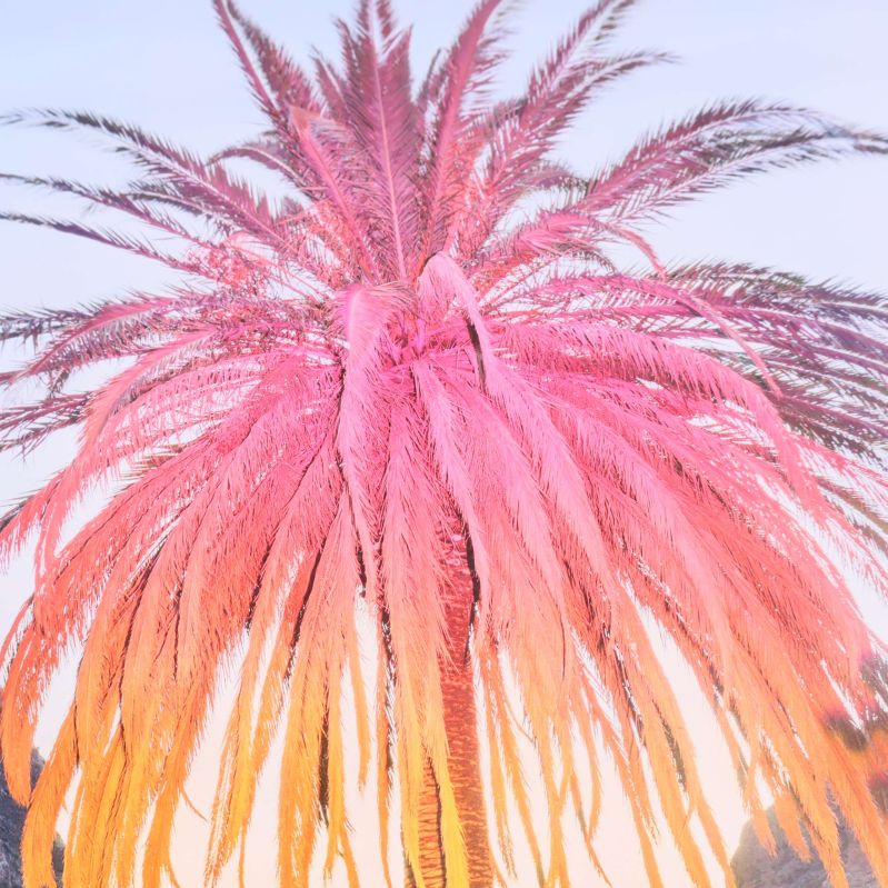 Närbild på palmblad i rosa och orange toner
